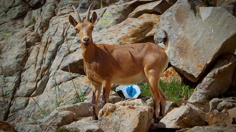 goat, mountain goat, nature, mountain, cliffs, gorges, climbing, rocks, art