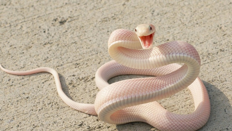 Snake, Pink Snake, asphalt, eyes, attack
