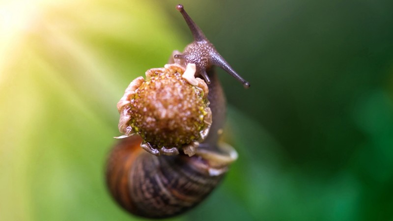 snail, eating flower, green background, nature
