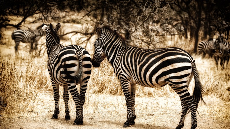 Zebra, serengeti, savanna, wild nature
