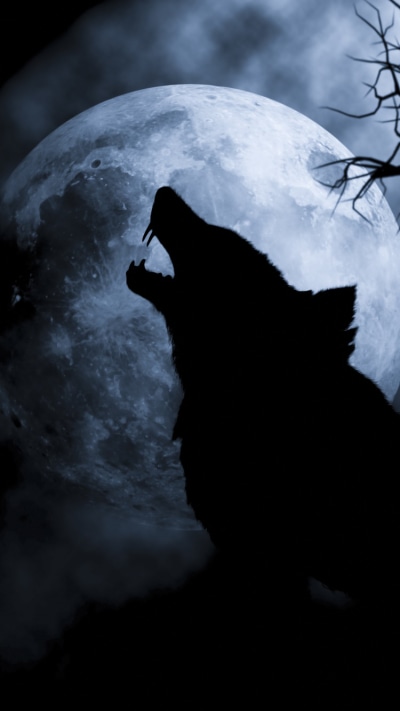 Fantasy Wolf, 750x1334