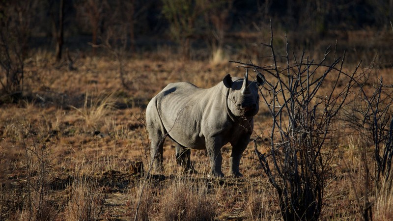 rhino, savanna, heat, brown background, nature