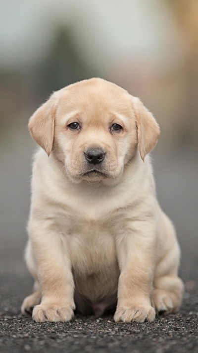 Animal Labrador Retriever, Dog, Baby Animal, Puppy, Depth Of Field, 750x1334