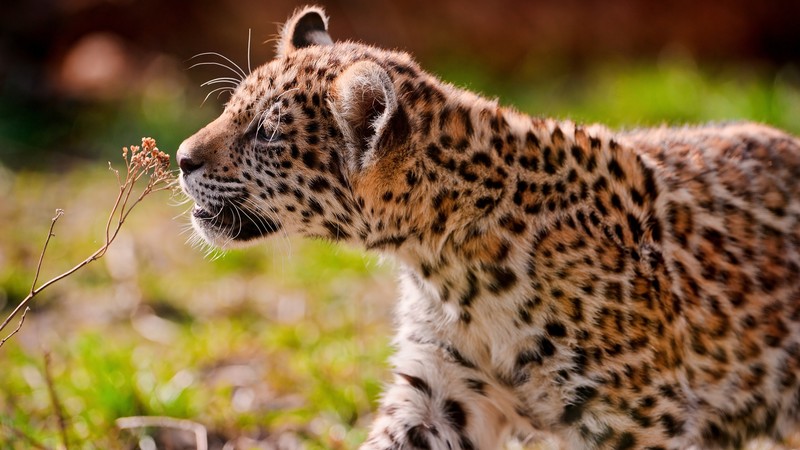Leopard, cub, eyes, grass, walk