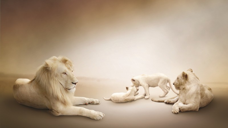 White lion, Lion Family, white background