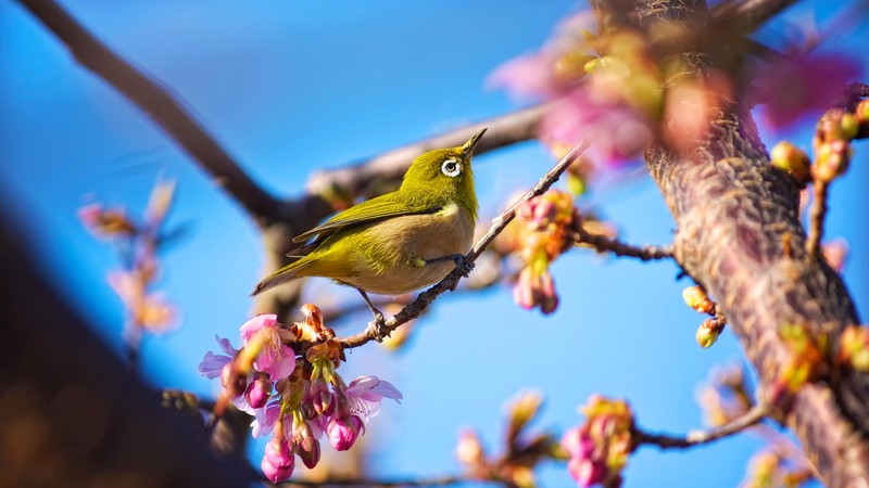Japanese bird, White Eye, nature, flowers, spring, blue sky, sakura