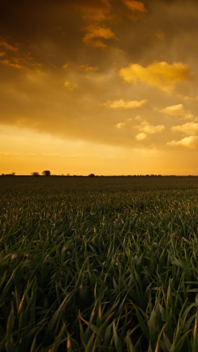 Earth Sunset, Sky, Field, 750x1334