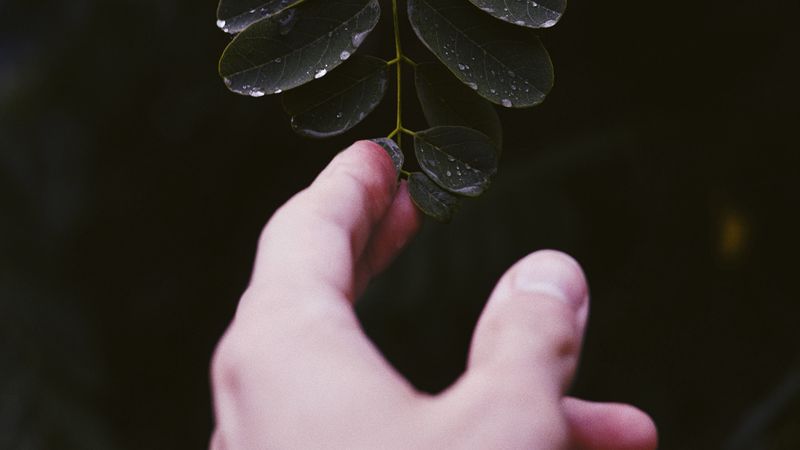 hand, leaf, fingers, plant, 4k