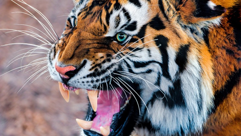 Tiger, snarling, eyes, fur