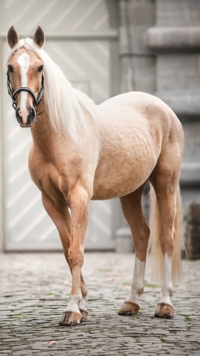 Animal Horse, 750x1334
