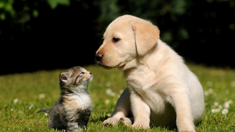 Friends, cat, dog, puppy, kitty, green, grass, sunny day, cute, pet