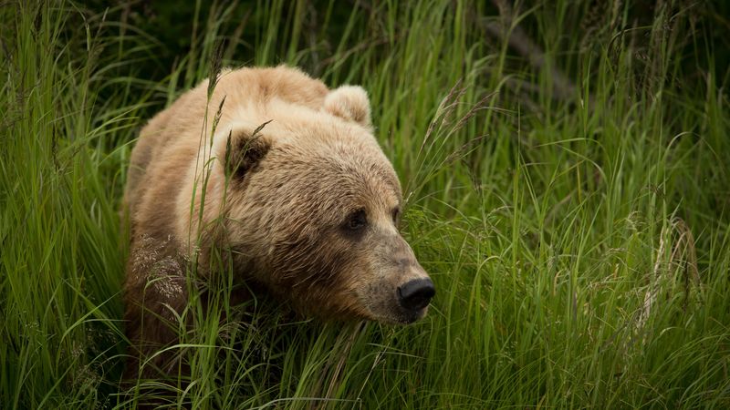 bear, predator, brown, grass, 4k
