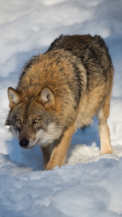 Animal Wolf, Snow, 750x1334