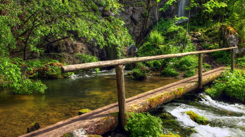 forest, 4K, green, trees, plants, waterfall, bridge