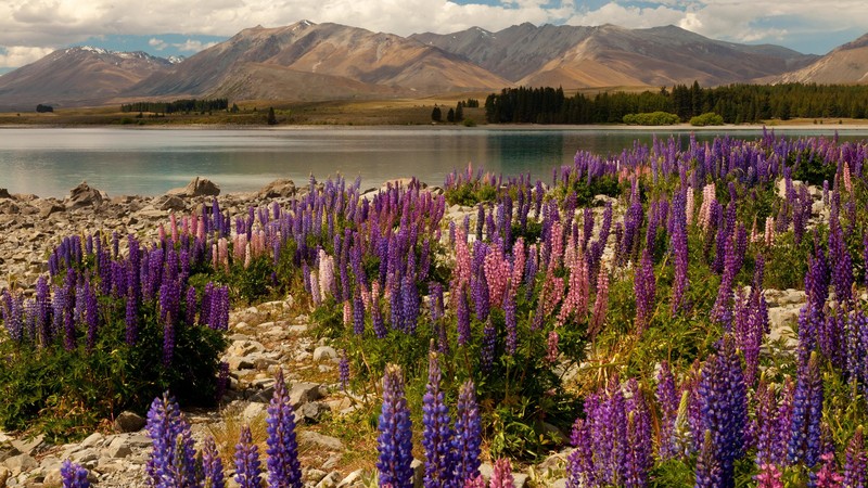 lavander, 4K, Lake Tekapo, South Island, New Zealand, booking, rest, travel, mountains, sky, clouds, vacation