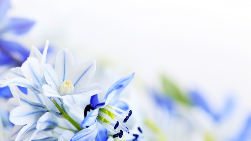lilies of the valley, 4k, flowers, background, spring
