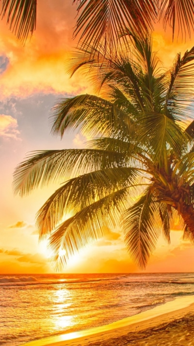 Earth Sunset, Sea, Palm Tree, Sky, Tropics, Cloud, 750x1334