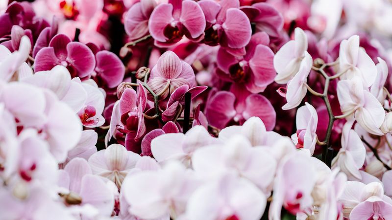 orchids, flowers, spring, delicate, 4k