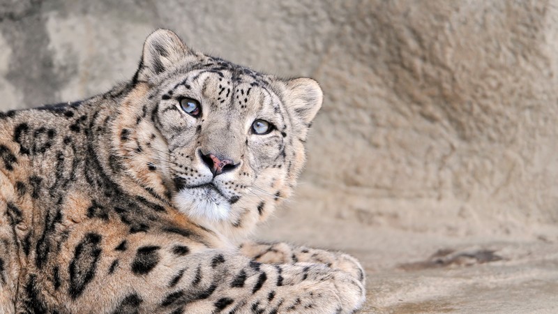 Leopard, National Geographic, rock