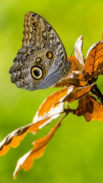 Animal Butterfly, Insect, 750x1334