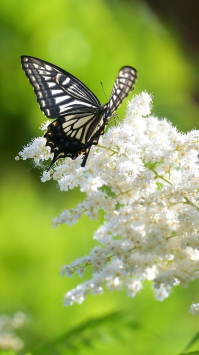 Animal Butterfly, Flower, White Flower, 750x1334