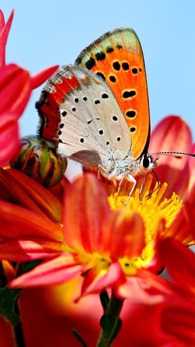 Animal Butterfly, Red Flower, Flower, Colors, 750x1334