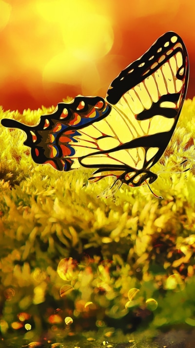Artistic Butterfly, 750x1334