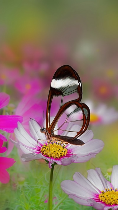 Animal Butterfly, Flower, Blur, Close-up, Summer, Pink Flower, 750x1334