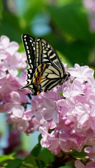 Animal Butterfly, Flower, Pink Flower, 750x1334