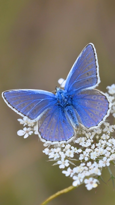 Animal Butterfly, Flower, Macro, Nature, 750x1334