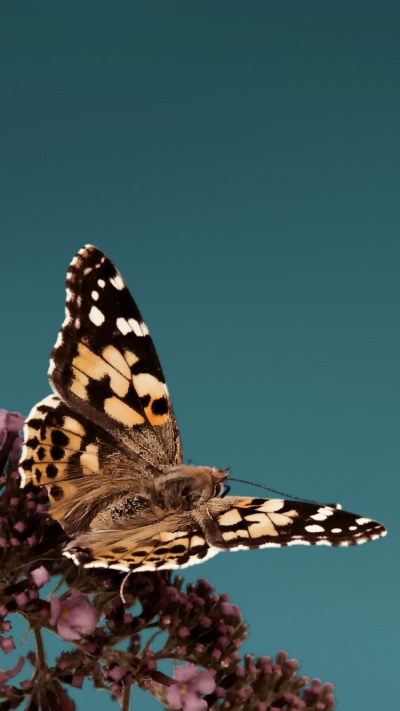 Animal Butterfly, 750x1334