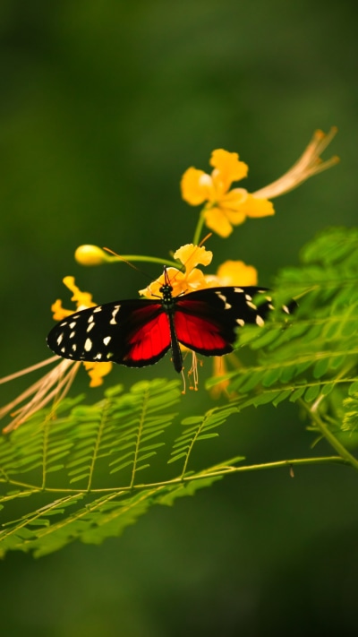 Animal Butterfly, Leaf, 750x1334