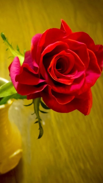 Man Made Flower, Earth, Rose, Red Rose, Vase, Red Flower, 750x1334