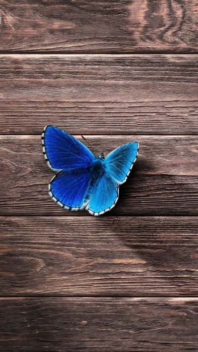 Animal Butterfly, Blue, 750x1334