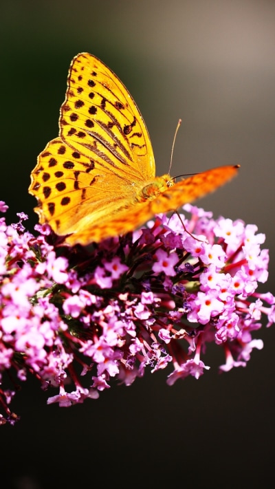 Animal Butterfly, Wings, 750x1334