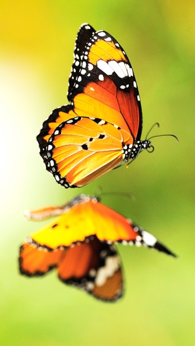 Animal Butterfly, Close-up, Reflection, Flower, Insect, 750x1334