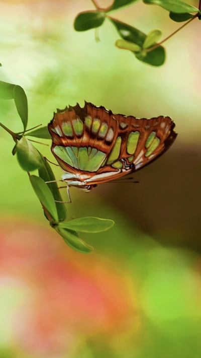 Animal Butterfly, 750x1334