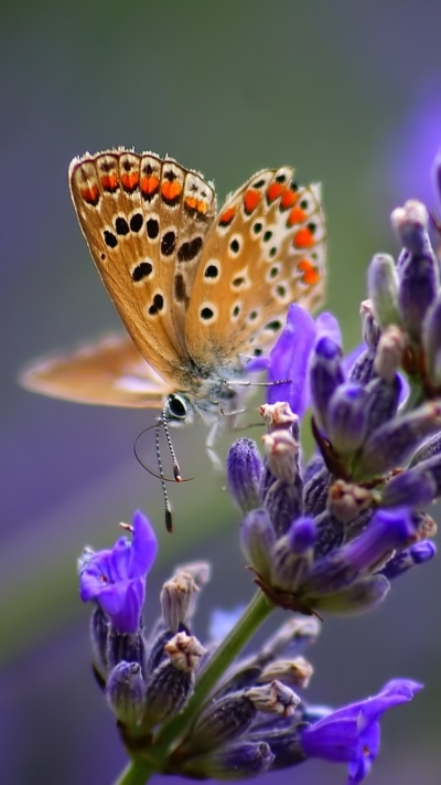 Animal Butterfly, 750x1334