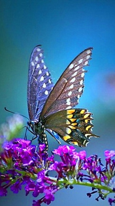 Animal Butterfly, 750x1334