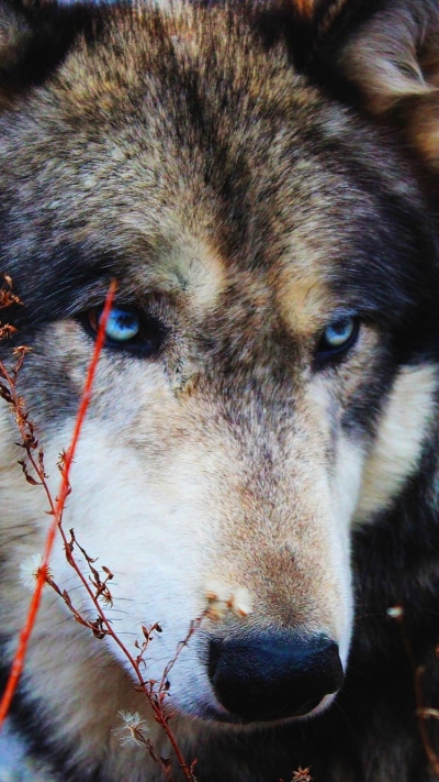 Animal Wolf, Close-up, Stare, 750x1334