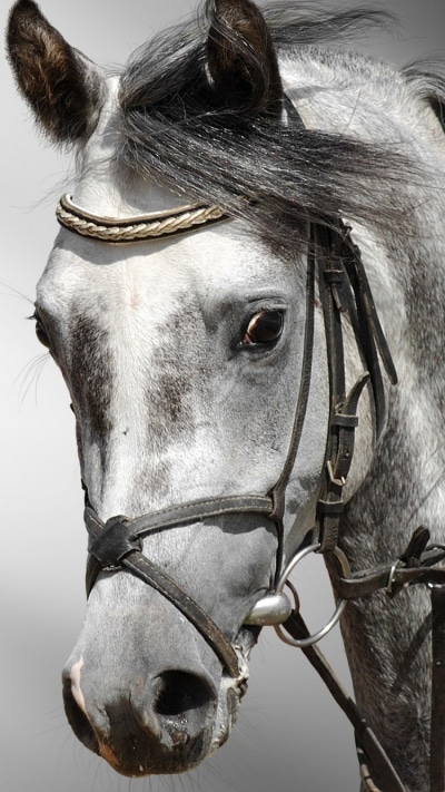 Animal Horse, 750x1334