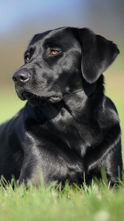Animal Labrador Retriever, Muzzle, Grass, Dog, Blur, 750x1334