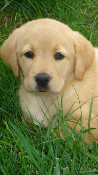 Animal Labrador Retriever, 750x1334
