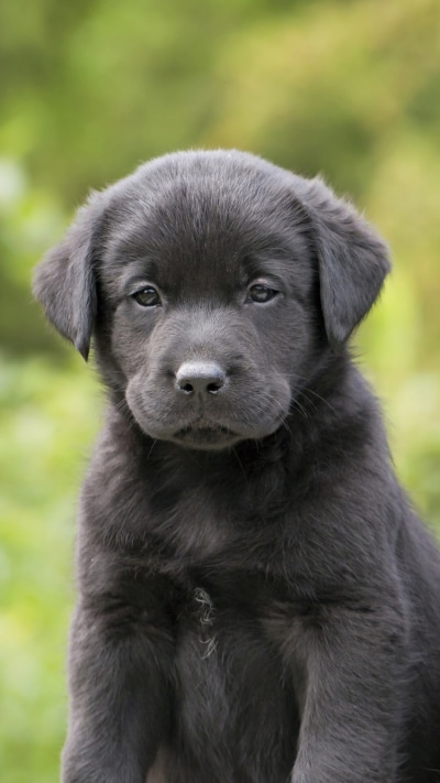 Animal Labrador Retriever, Bokeh, Puppy, Dog, 750x1334