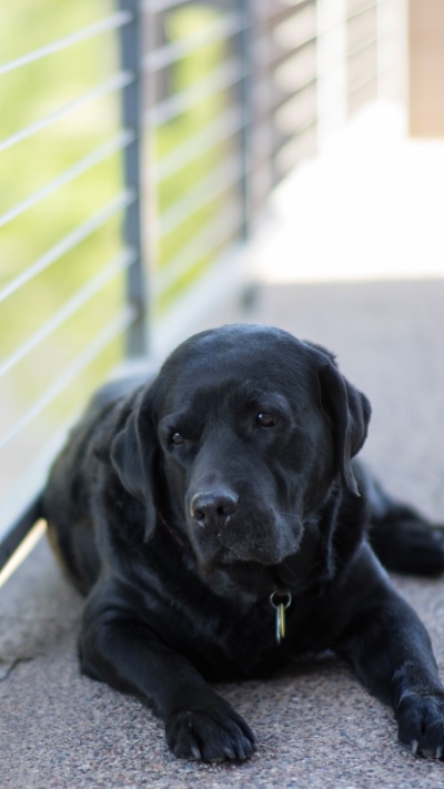 Animal Labrador Retriever, Dog, 750x1334