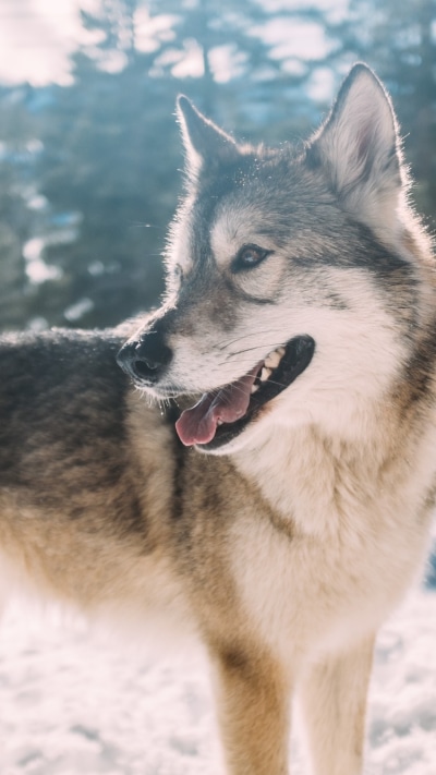 Animal Wolf, Nature, Depth Of Field, Winter, 750x1334