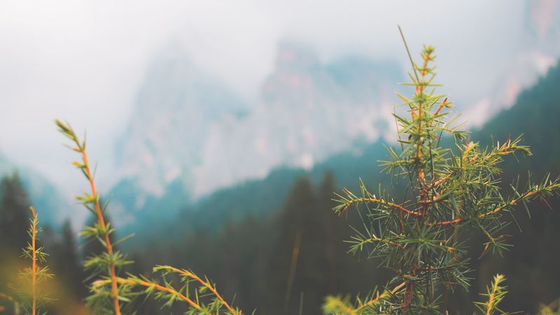 needles, fir, macro, green, 4k