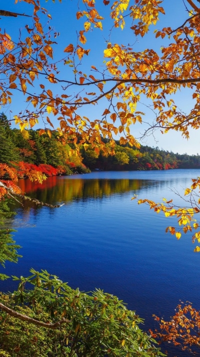 Earth Fall, Tree, Lake, 750x1334