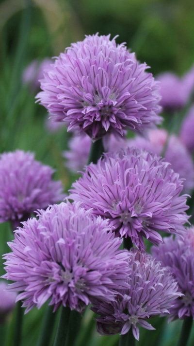 Earth Flower, Purple Flower, 750x1334
