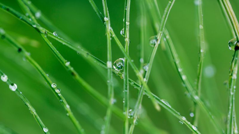 grass, drops, macro, green, 4k